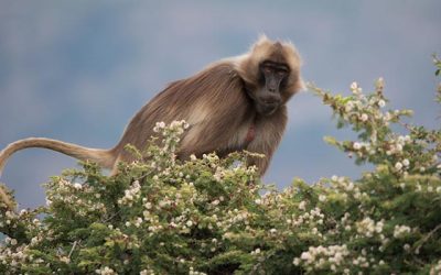 4 Days Simien Mountains Tours