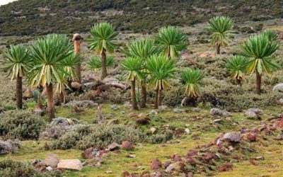 5 Days Bale Mountains Trekking